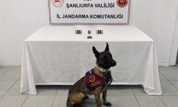Şanlıurfa’da jandarmadan narkotik uygulamaları: 8 şüpheli hakkında işlem başlatıldı