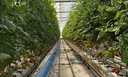 Sera OSB'de topraksız tarım dönemi başladı