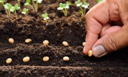 Sertifikalı tohum üretimi ve ihracatında yükseliş sürüyor