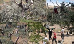 Siyonist işgalcilerde değişen birşey yok: Ekini ve nesli ifsat etmeye devam