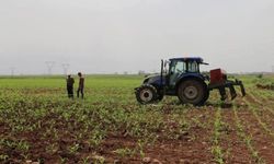 Tarım ÜFE ocakta aylık ve yıllık bazda arttı