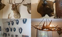 Tekirdağ’da 40 parça tahnit ve trofe ele geçirildi