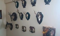 Tekirdağ’da bir evde 40 parça tahnit ve trofe ele geçirildi