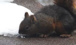 Uludağ’da su kaynakları donunca sincaplar susuzluğunu karla gideriyor