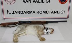 Van’da izinsiz yaban tavşanı avlayan kişi suçüstü yakalandı