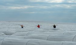 Adana’da örtü altı karpuz hasadında geri sayım başladı