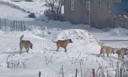 Ağrı’da başıboş köpek sorunu hem can hem mal güvenliğini tehdit ediyor