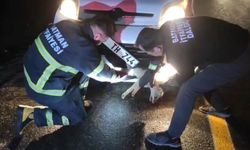 Batman'da aracın altında sıkışan tilkiyi itfaiye ekipleri kurtardı