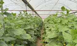 Batman'da sera üretimine nem uyarısı