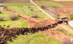 Bingöl’de kuzuların anneleriyle buluşma anı kalpleri ısıttı