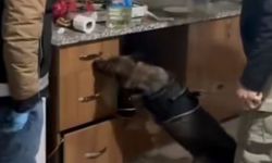 Bingöl’de narkotik operasyonunda bir tutuklama