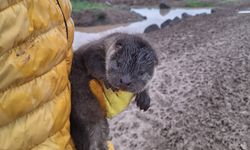 Bismil’de Göksu Çayı’nda su samuru yavruları bulundu
