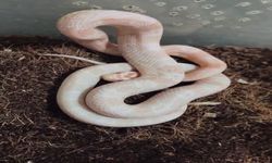 Bursa’da mevzuata aykırı hayvan ticaretine operasyon