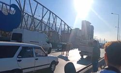 Bursa'da sahibinden kaçan boğa trafiği durdurdu