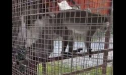 Denizli’de işletmede bulunan 3 örümcek maymunu koruma altına alındı