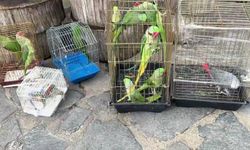 Eminönü’ndeki petshop denetimlerinde 39 papağana el konuldu