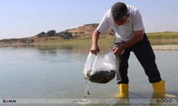 Gaziantep'te sazangiller için av yasağı başladı