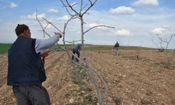 İl Tarım'dan çiftçilere bordo bulamacı uyarısı
