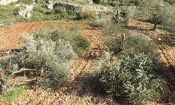 İşgalciler Beytüllahim'de yüzlerce zeytin ağacını sökerek tahrip etti