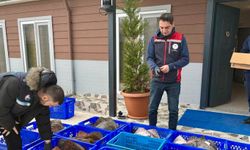 İstanbul’da su ürünleri denetiminde 169 kalkan balığına el konuldu