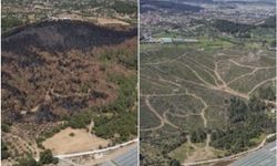 İzmir’de yangın bölgesinde doğal gençleştirme tamamlandı