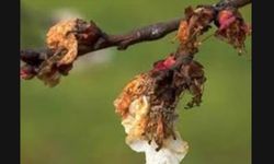 Kayısı üreticilerine monilya hastalığı uyarısı