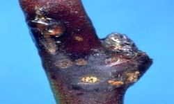 Kayısıda çil hastalığına karşı üreticilere kritik uyarı