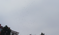 Konya semalarında leylek göçü