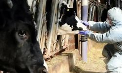 Kütahya’da şap hastalığı nedeniyle 15 köy karantinaya alındı