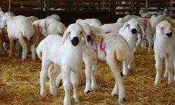 Kuzu ve oğlaklarda zorunlu aşı ve destekleme şartları açıklandı