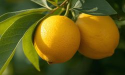 Limonda gümrük vergisi yeniden düzenlendi