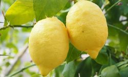 Limonda ithalat vergisi yeniden düzenlendi