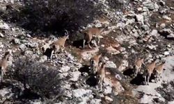 Malatya Beydağ'ında dağ keçileri görüntülendi 