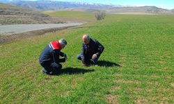 Malatya'da buğday tarlalarında hastalık denetimi