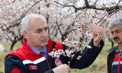 Malatya'da dolu yağışı sonrası kayısı bahçelerinde inceleme