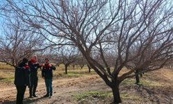 Malatya'da kayısı bahçelerinde inceleme