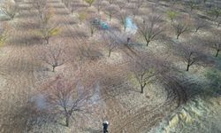 Malatya'da kayısı üreticilerine ilkbahar ilaçlama uyarısı
