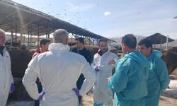 Malatya'da şap alarmı: TİGEM işletmesi karantinaya alındı