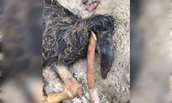 Mardin’de başsız oğlak doğumu şaşkınlıkla karşılandı 