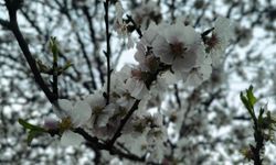 Mersin’de Bahar erken yüzünü gösterdi, kayısı ağacı çiçek açtı