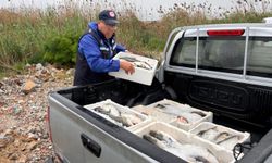 Muğla'da kaçak avlanan 80 kilogram kefal balığına el konuldu