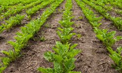 Pancar üreticilerine 16 milyar 902 milyon TL ödeme yapıldı