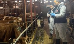 Rize’de ilkbahar şap aşılama programı başladı