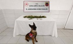 Şanlıurfa’da uyuşturucu operasyonu: Kenevir ele geçirildi
