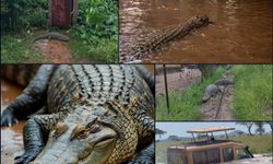 Şiddetli yağışlar Avustralya’yı vurdu: “Her yerde timsah var. Lütfen suya girmeyin” uyarısı