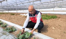 Siirt’te üreticiler erkenci karpuzla pazara hazırlanıyor