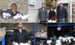 Şırnak'ta tarihi mağara mantar üretim tesisine dönüştü 