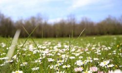 Son cemre toprağa düştü