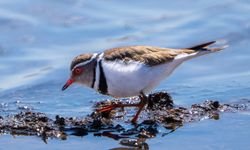 Takkeli Cılıbıt kuşu  Türkiye'de ilk kez Gaziantep'te görüntülendi