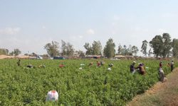 Tarım işçilerinin ücretleri 2025 yılında yüzde 37,8 arttı